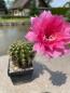 Preview: Echinopsis Hybr. magenta